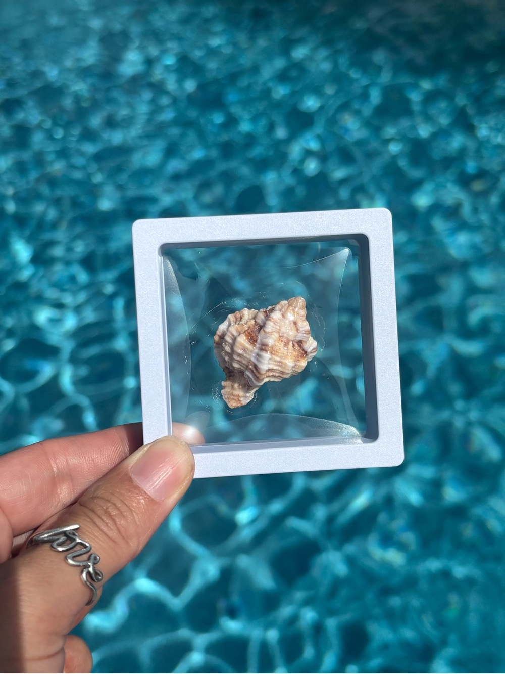 Apple Murex Shell Specimen – Sanibel Island, Floating 3D Display Case